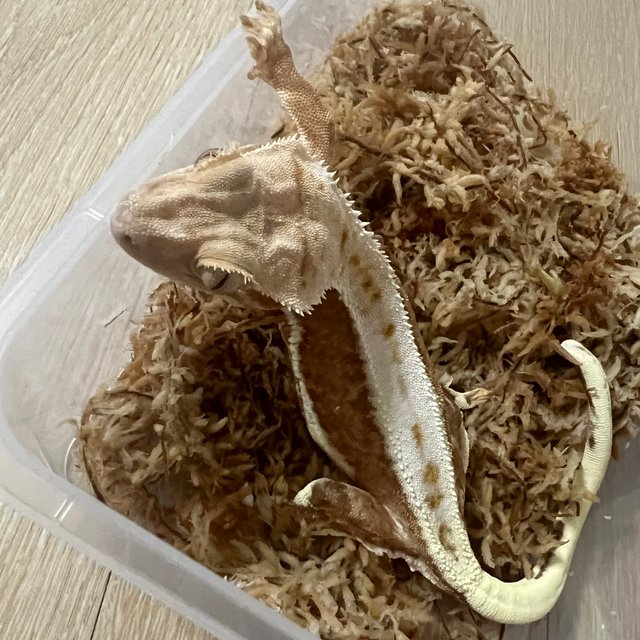 아잔틱 릴리100%헷아잔틱