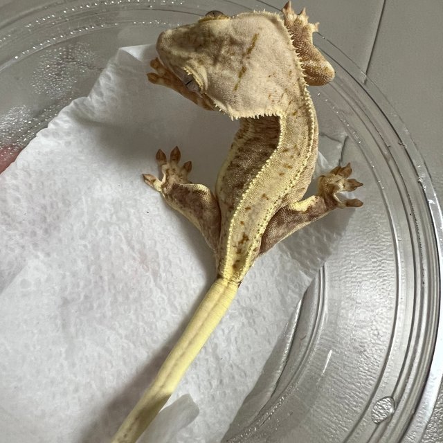 릴리100%헷아잔틱