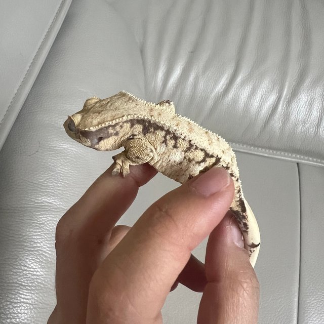 화이트스팟 노멀