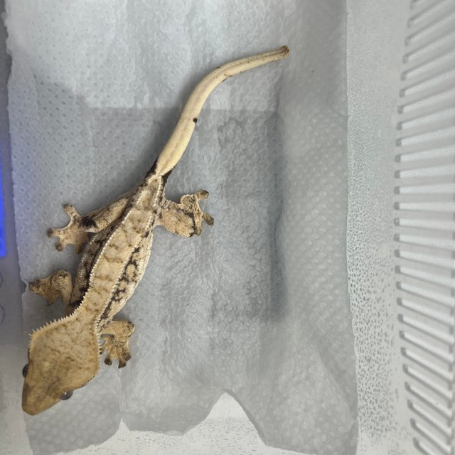 화이트스팟 노멀