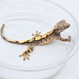 세이블