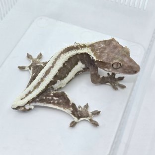 릴잔틱