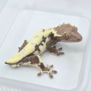 세이블 릴리100%헷아잔틱