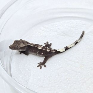 아잔틱