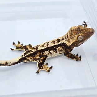 트라이 익스트림할리퀸 화이트스팟