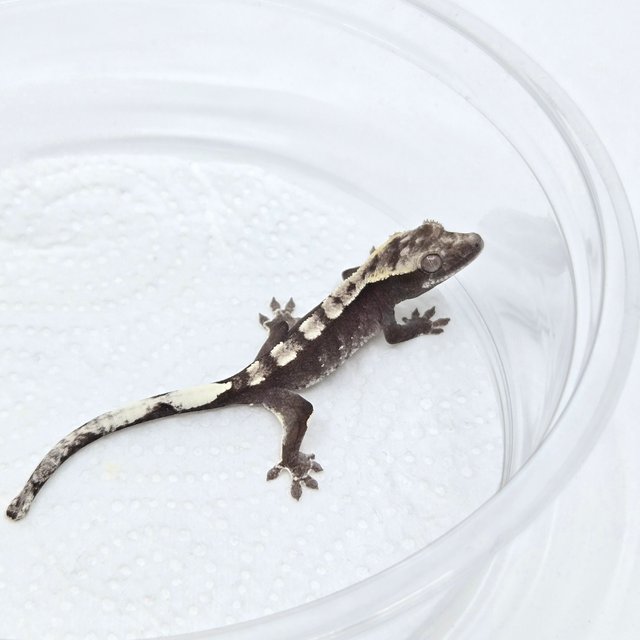 아잔틱