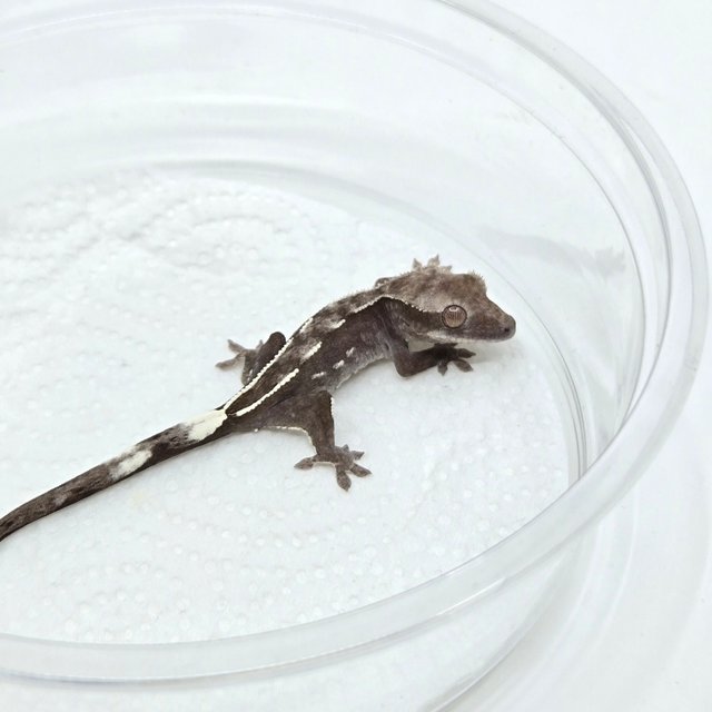 아잔틱
