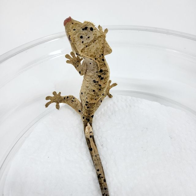 슈퍼달마시안