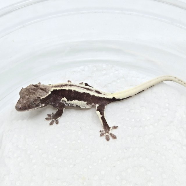 릴잔틱