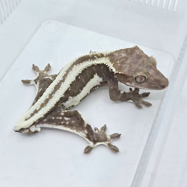 릴잔틱