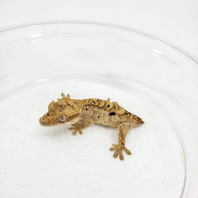 슈퍼달마시안