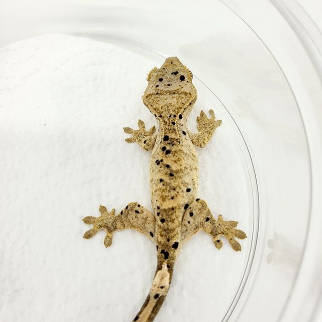 슈퍼달마시안