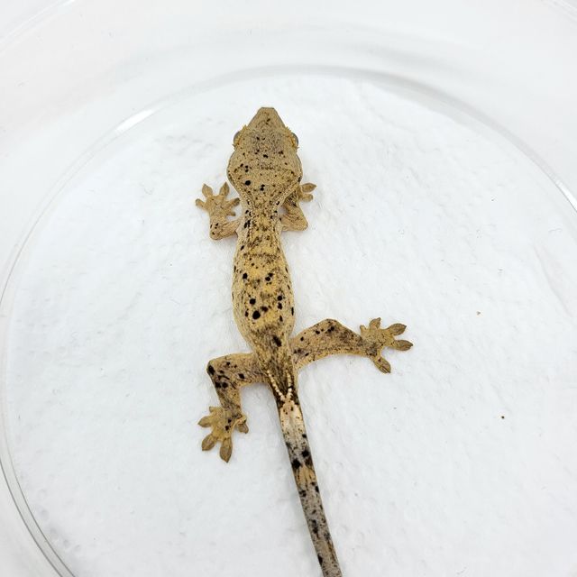 슈퍼달마시안