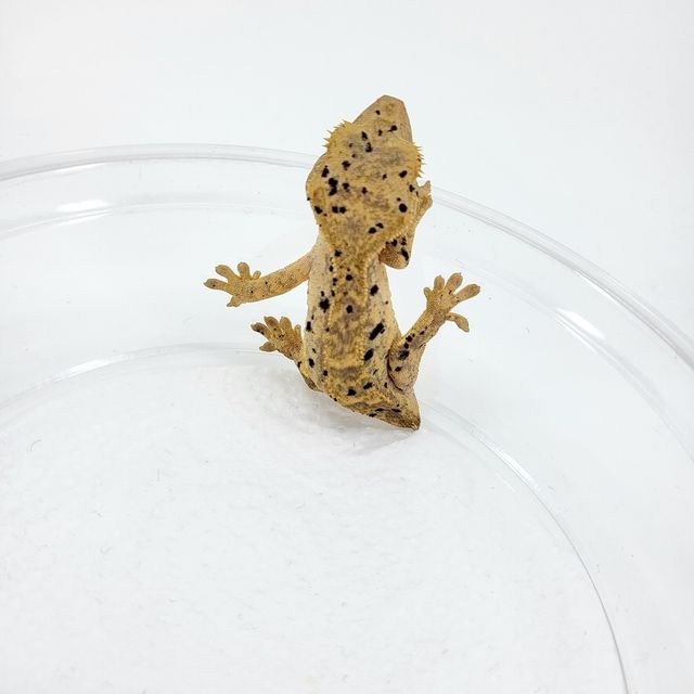 슈퍼달마시안