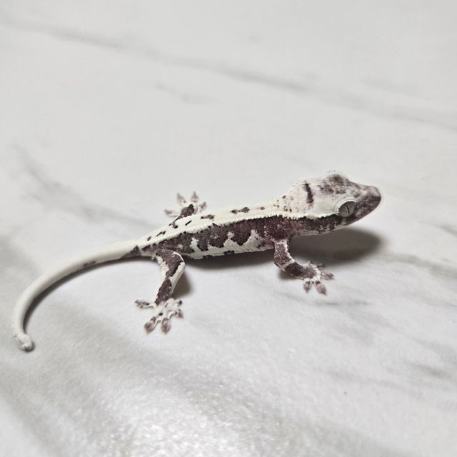 릴잔틱