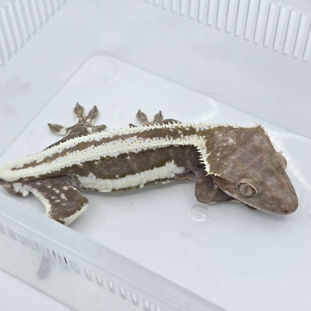 릴잔틱