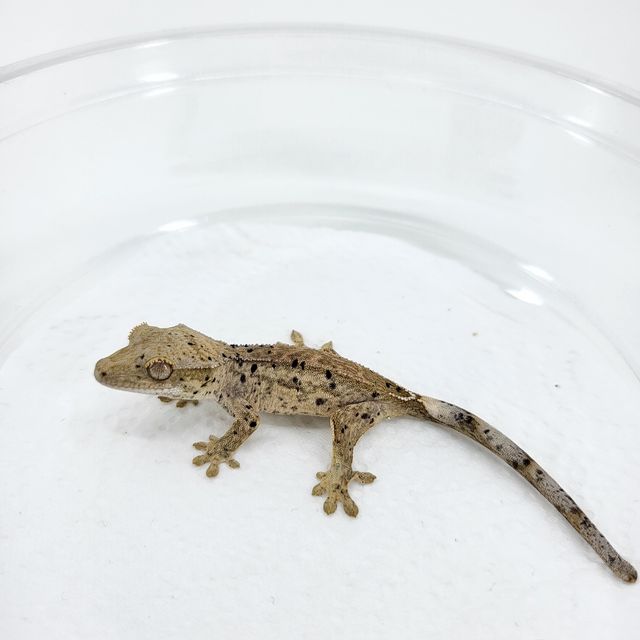 슈퍼달마시안