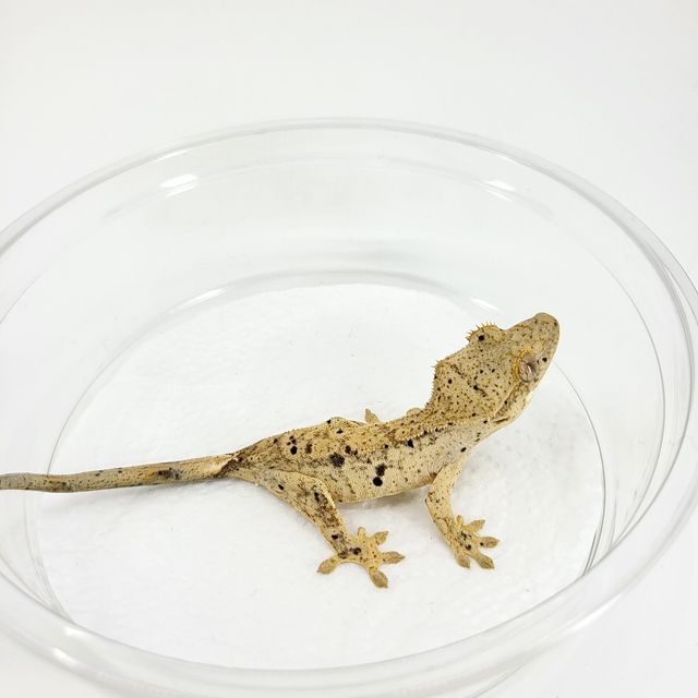 슈퍼달마시안