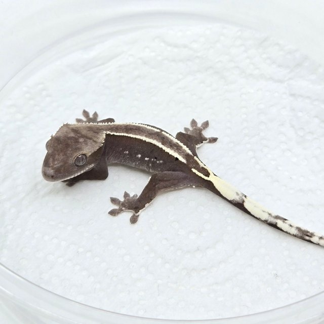 아잔틱