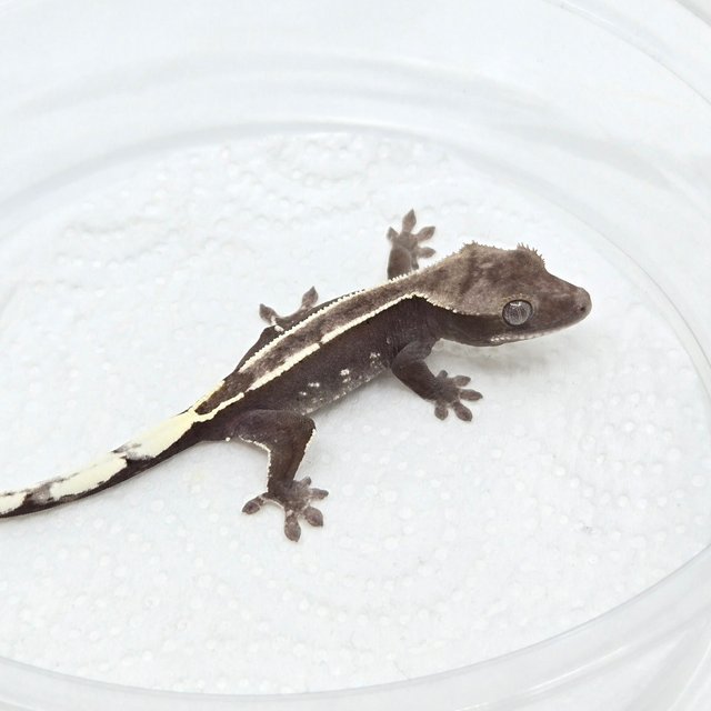 아잔틱