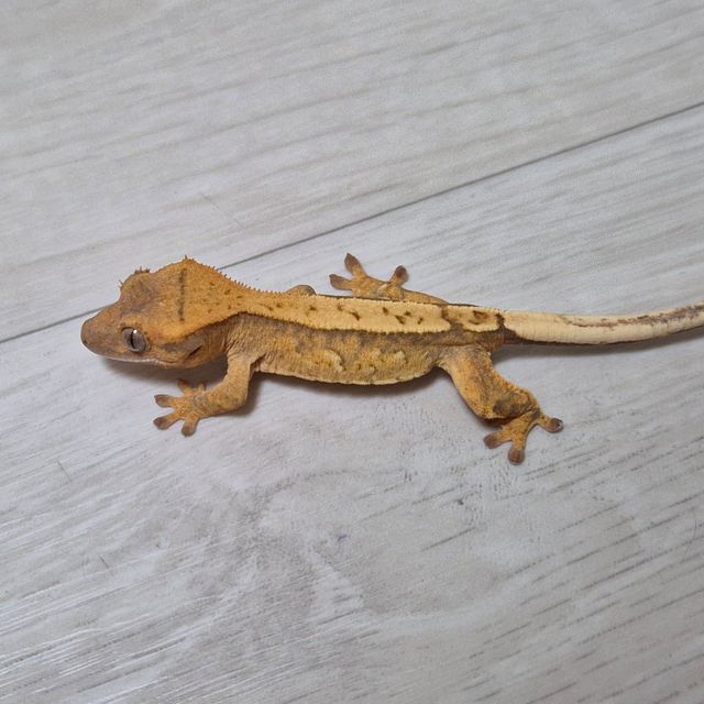 크림