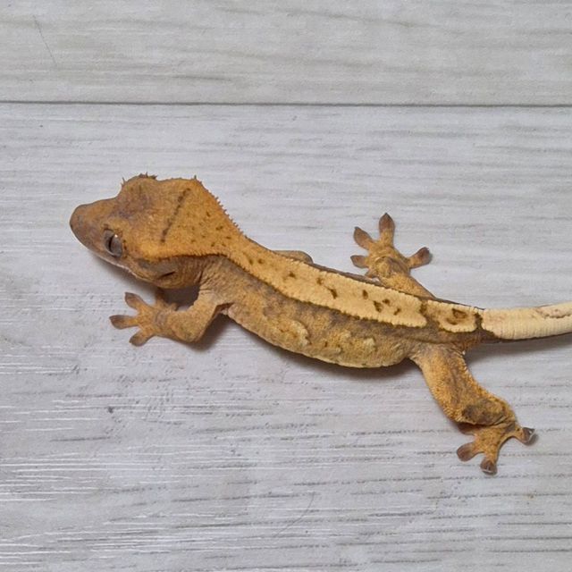 크림