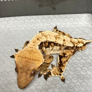 텐저린 트라이 익스트림할리퀸