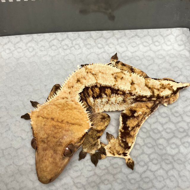 텐저린 트라이 익스트림할리퀸