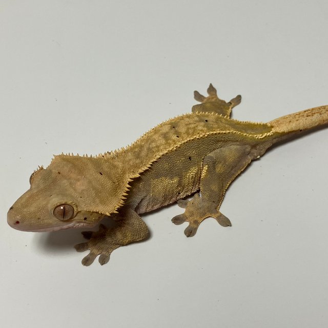 쿼드 핀스트라이프