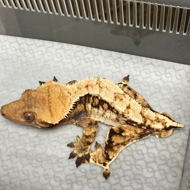 텐저린 트라이 익스트림할리퀸