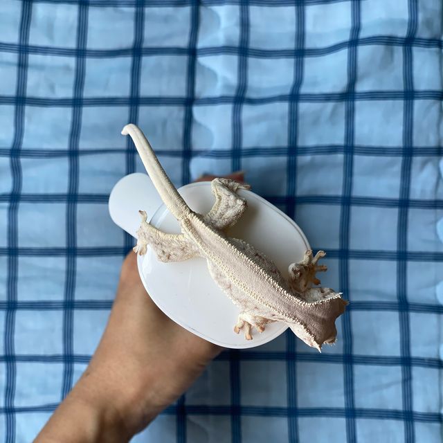 릴리화이트