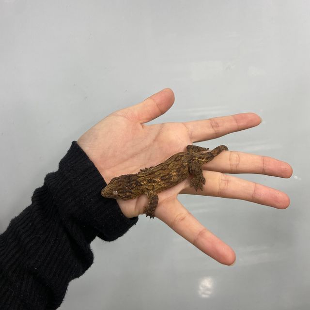 다크