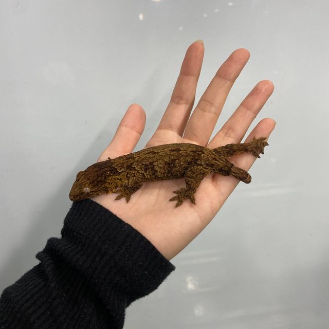 다크