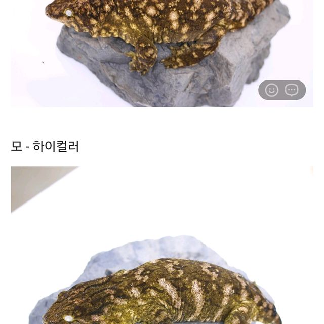 트루 컬러