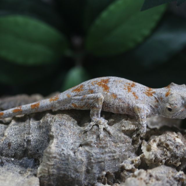 블로치드