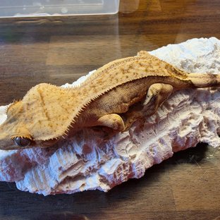 된장