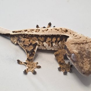 노멀 드리피 핀스트라이프 익스트림할리퀸 트라이