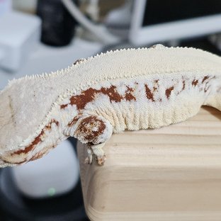 레드 릴리화이트