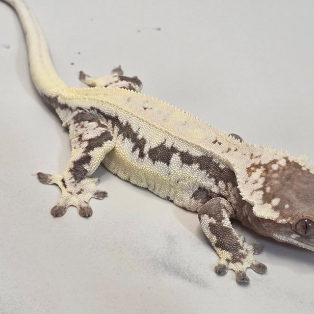 프라푸치노 릴리 세이블