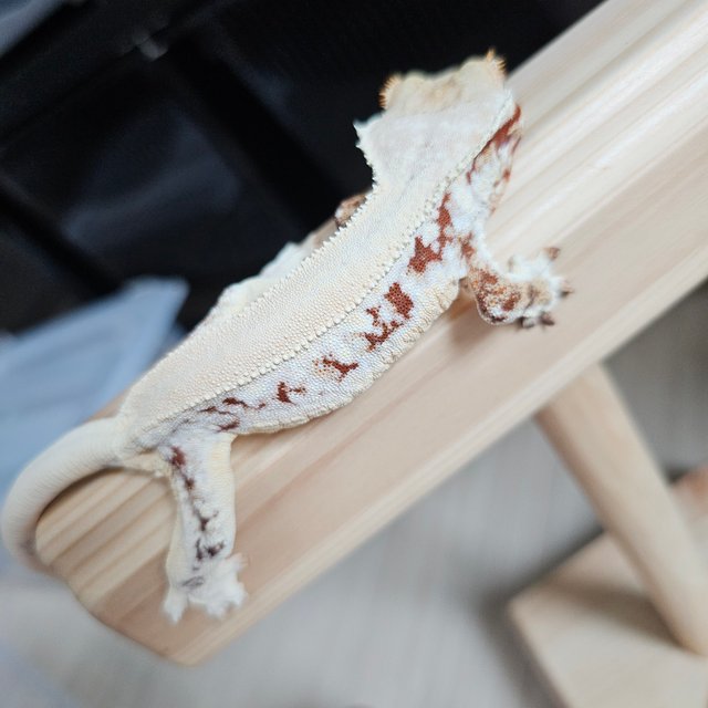 레드 릴리화이트