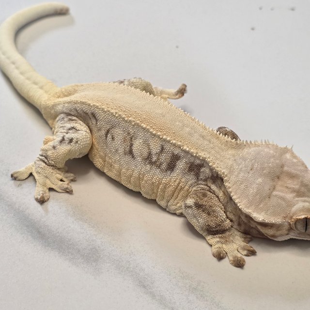 레드 릴리화이트