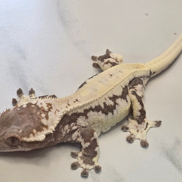 프라푸치노 릴리 세이블