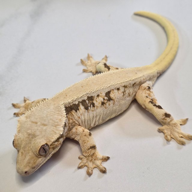 크림 릴리화이트