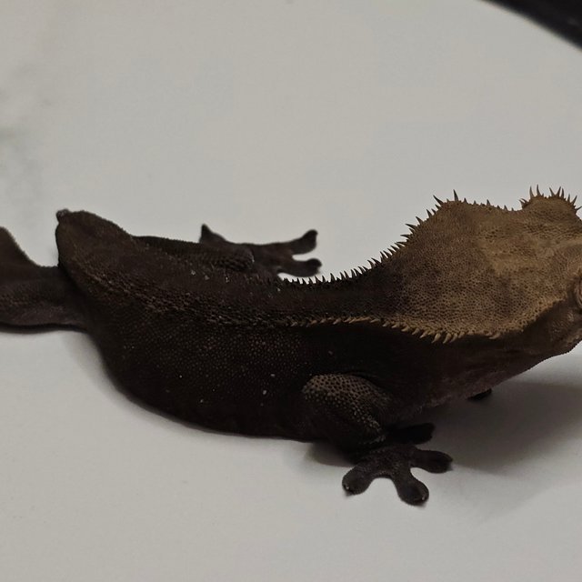 챠콜 블랙 알티