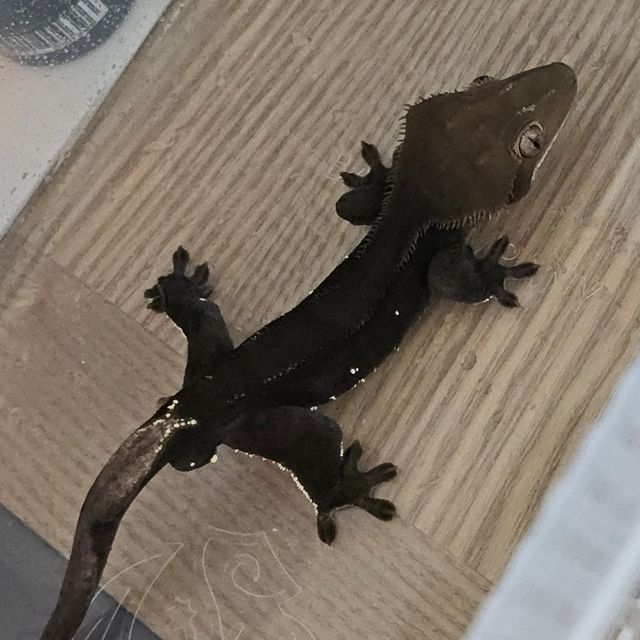챠콜 블랙 알티
