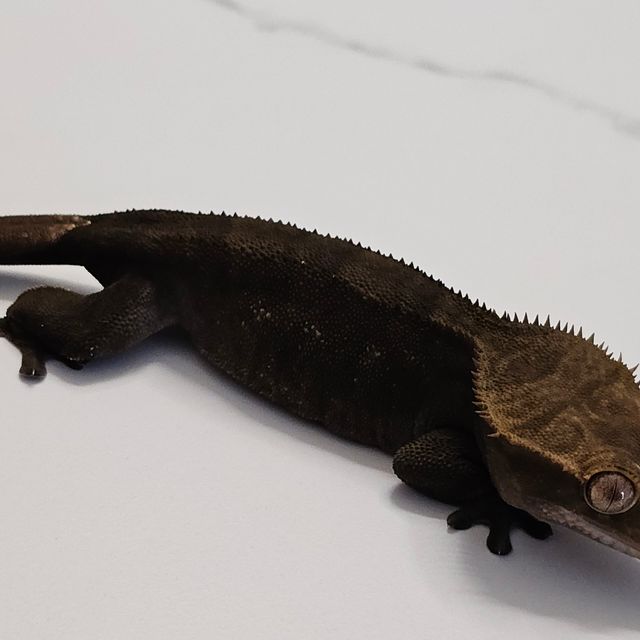 챠콜 알티