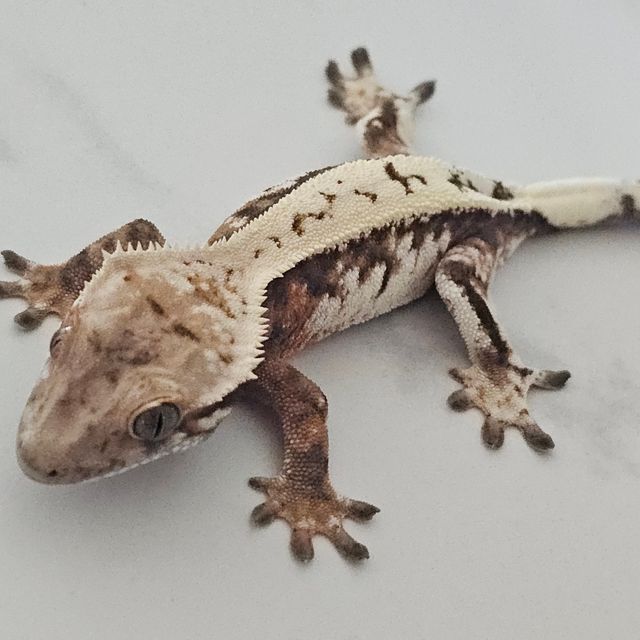 세이블