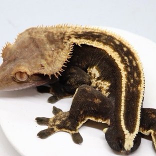 E에렌