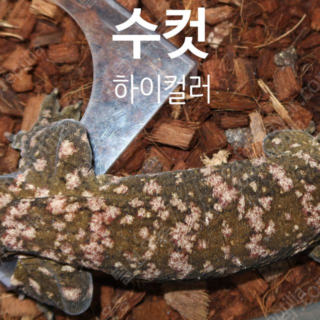 하이 컬러