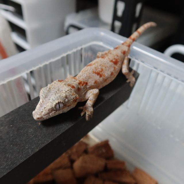 블로치드 오렌지